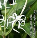 Hymenocallis littoralis
